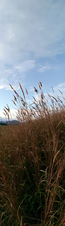 Iwate rain refreshed meadow seedhead foreground - AI-generated stock image