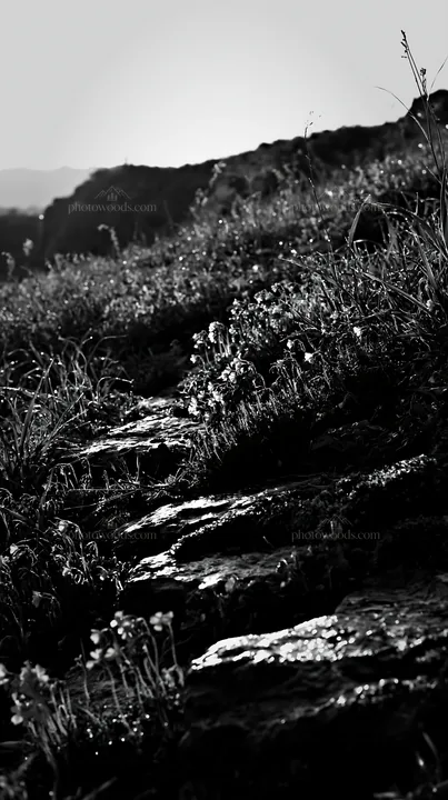 Black and white miyagi spring recovery meadow mossy stone with flowers - AI-generated stock image