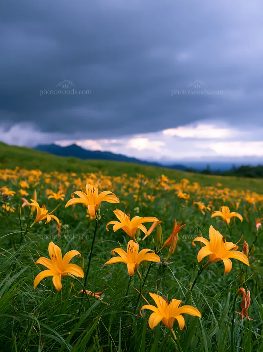 Kirigamine highland daylily meadow in cloudy weather - AI-generated stock image