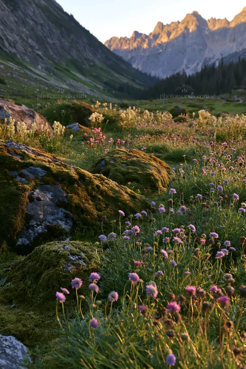 Mossy boulder meadow with flowers and mountains in the background - AI-generated stock image