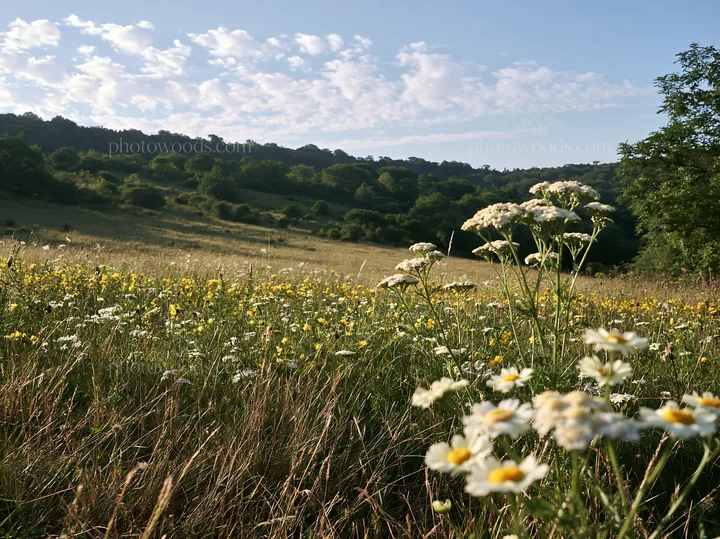 Sunny limestone meadow with wildflowers in bloom - AI-generated stock image