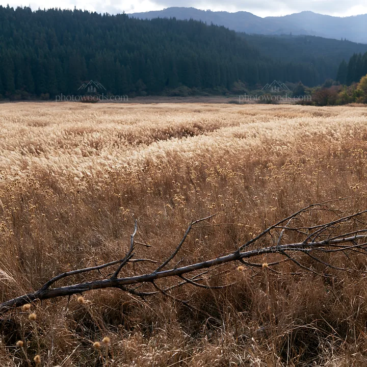 Yamagata rewilded meadow fallen branch foreground - AI-generated stock image