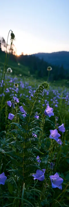 Tokushima mountain meadow fern frond foreground with flowers - AI-generated stock image