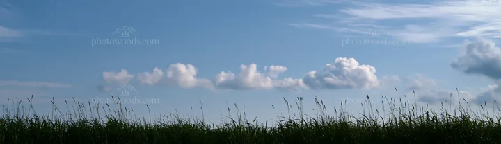 Iwate rain refreshed meadow seedhead foreground with blue sky - AI-generated stock image