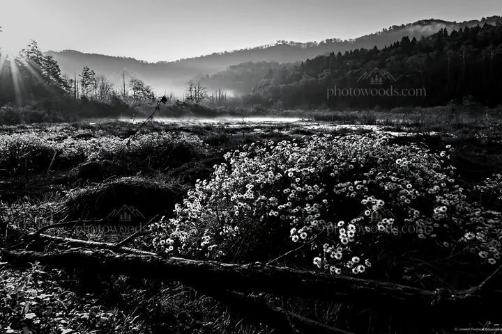 Yamagata rewilded meadow with fallen branch and flowers - AI-generated stock image