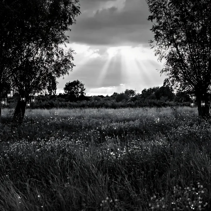 Meadow lit by Christmas lights and sunbeams - AI-generated stock image