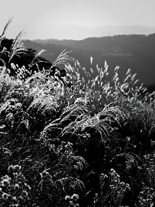 Black and white biodiverse Nagano silver grass meadow dew glistens in sunlight - AI-generated stock image