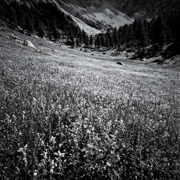 Black and white rewilding meadow filled with purple and yellow flowers - AI-generated stock image
