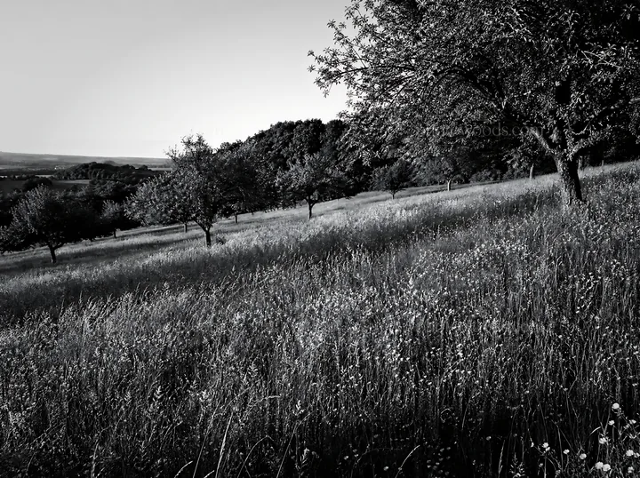 Black and white hillside apple meadow with grassy field and trees - AI-generated stock image