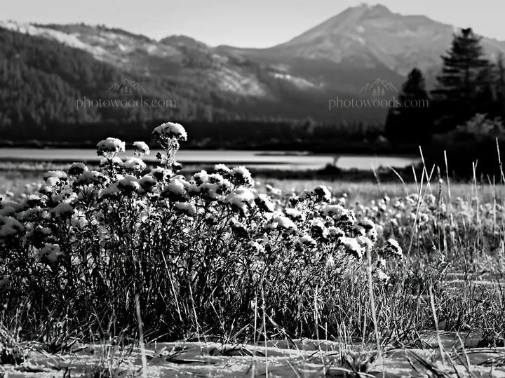 Lakeside meadow covered with snow after first snowfall - AI-generated stock image