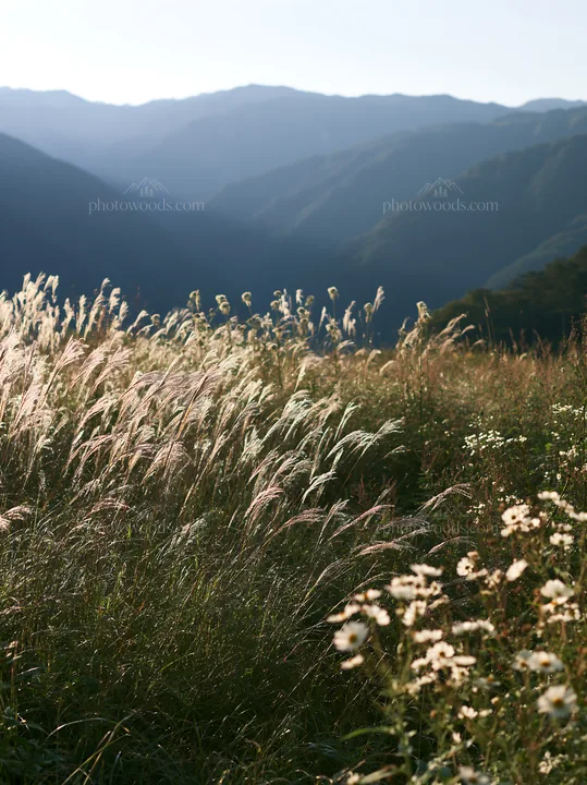 Biodiverse Nagano silver grass meadow dew reflecting morning light - AI-generated stock image