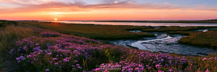 Colorful aster meadow at sunset near a calm waterway - AI-generated stock image