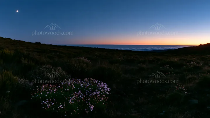 Moonrise over the meadow in a clear sky - AI-generated stock image