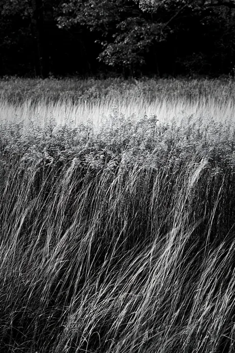 Forest edge meadow with tall grass and trees in background - AI-generated stock image