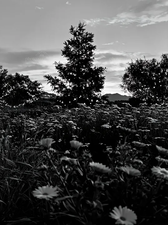 Christmas tree in meadow under bright sky at dusk - AI-generated stock image