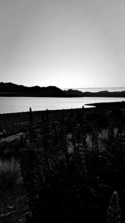 Lupine meadow at Lake Tekapo during evening light - AI-generated stock image