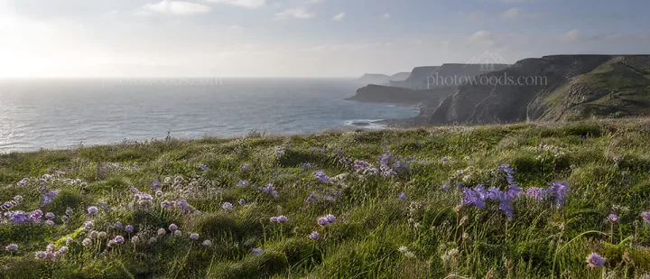 Campion bellflower meadow with cliffs and ocean view - AI-generated stock image