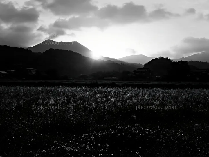 Sunrise over Miyazaki meadow with dew covered sedges - AI-generated stock image