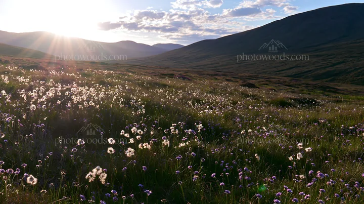 Crepuscular rays meadow with flowers and mountains in the background - AI-generated stock image