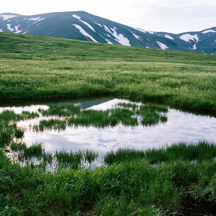 Akita snowmelt meadow with silver grasses shows water and grass - AI-generated stock image