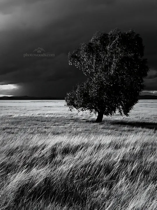 Storm clouds over a field with a single tree - AI-generated stock image