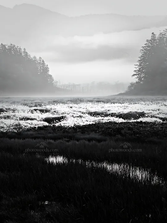 Black and white akita snowmelt meadow with silver grasses in early morning light - AI-generated stock image
