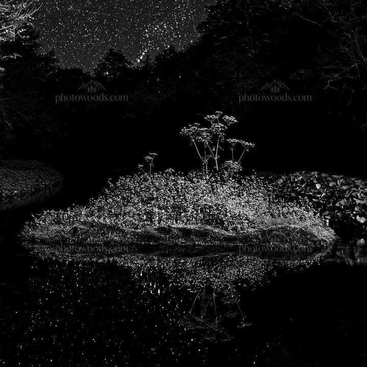 Star-filled meadow with plants reflecting in water - AI-generated stock image