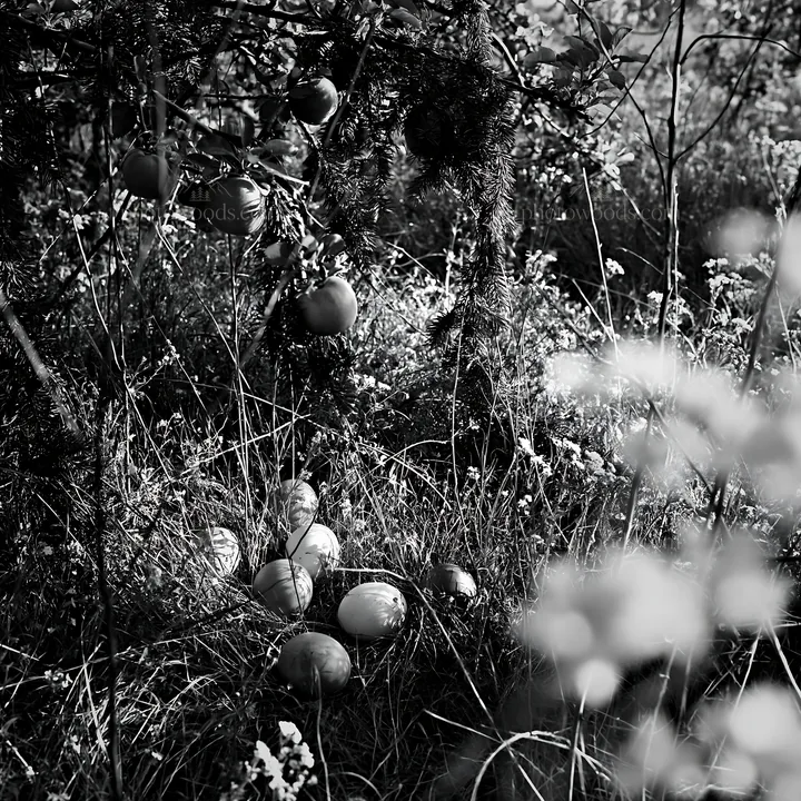 Apple trees with garlands in a Christmas meadow - AI-generated stock image