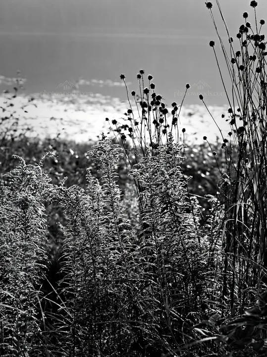 Black and white expansive Hokkaido restoration meadow with dewdrops - AI-generated stock image