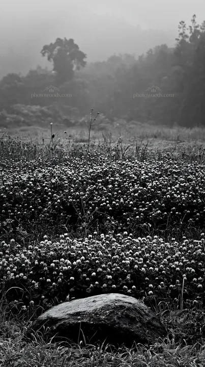 Black and white hiroshima rainy meadow smooth rock foreground - AI-generated stock image