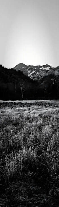 Black and white akita snowmelt meadow with silver grasses near distant mountains - AI-generated stock image