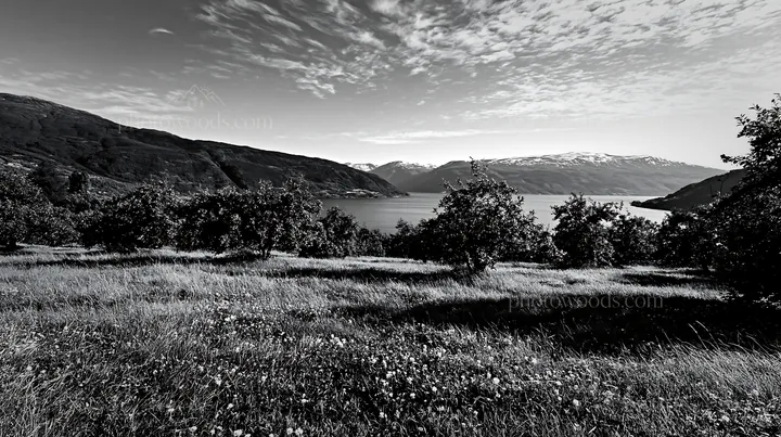 Black and white clover apple meadow with mountains and water under blue sky - AI-generated stock image