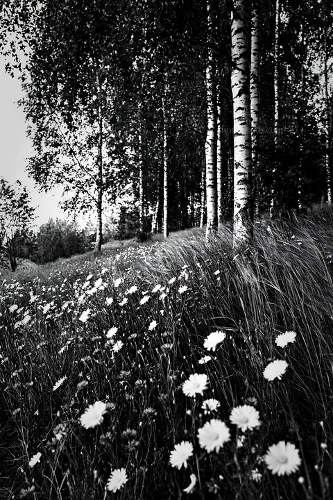 Birch grove with flowers in a meadow - AI-generated stock image