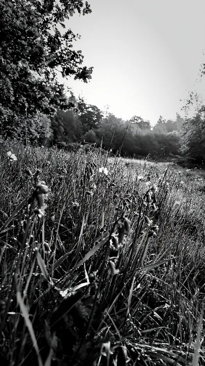 Forest edge meadow with wildflowers at sunrise - AI-generated stock image