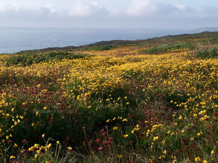 Meadow with yellow flowers above Atlantic coast in Portugal - AI-generated stock image