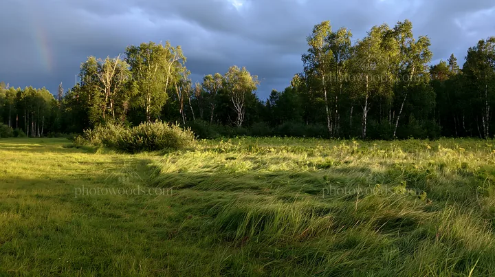 Birch forest meadow with grass under cloudy sky - AI-generated stock image