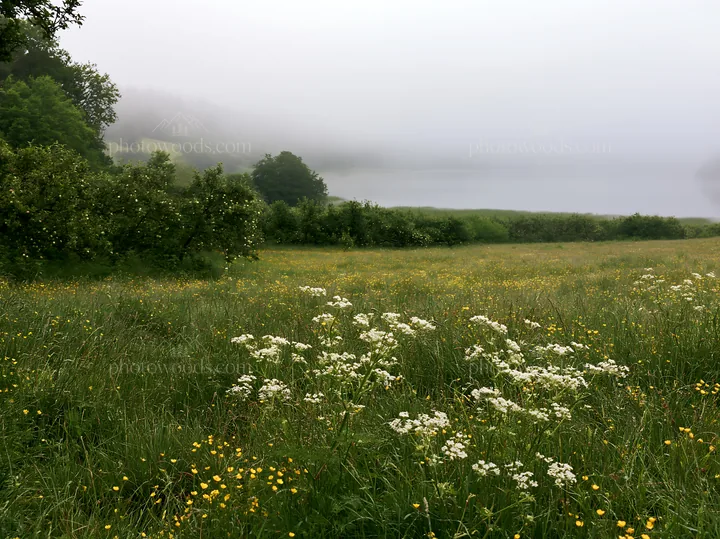 Lakeside orchard meadow with wildflowers and fog - AI-generated stock image