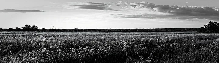 Black and white regenerative meadow filled with wildflowers under a blue sky - AI-generated stock image