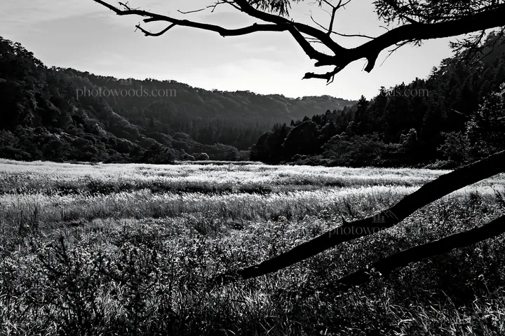 Black and white yamagata rewilded meadow fallen branch foreground - AI-generated stock image