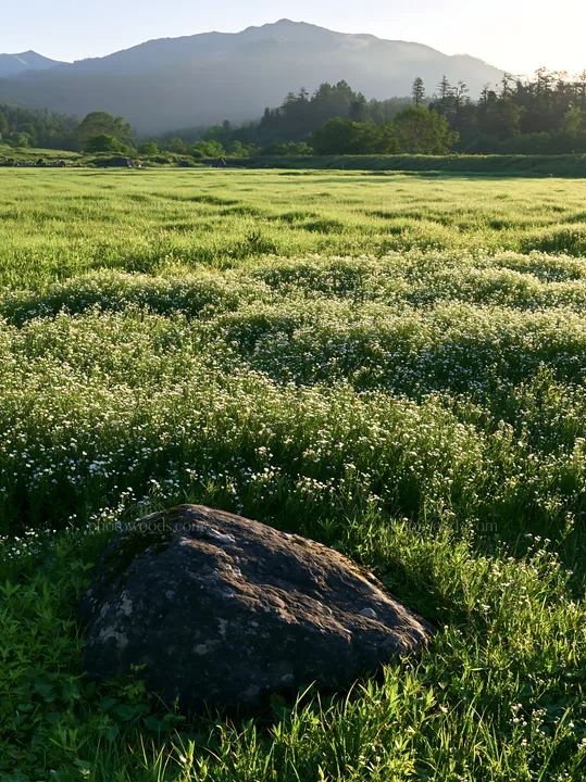 Aomori climate resilient meadow with boulder - AI-generated stock image