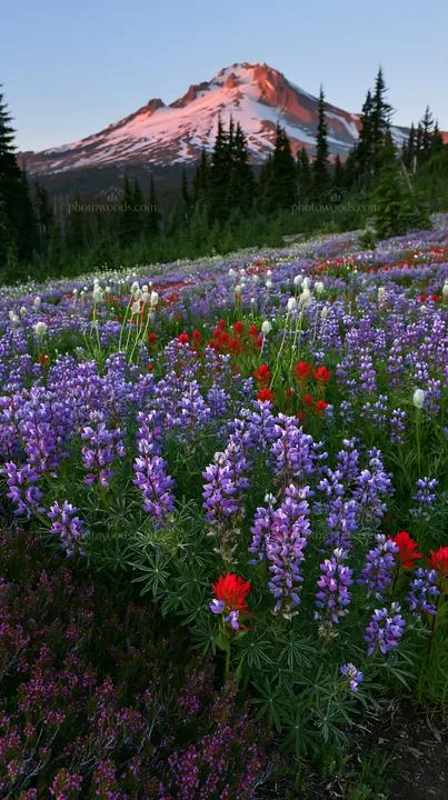 Colorful lupine meadow with mountains in the background - AI-generated stock image
