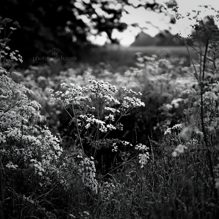 Cow parsley meadow in black and white during daylight - AI-generated stock image