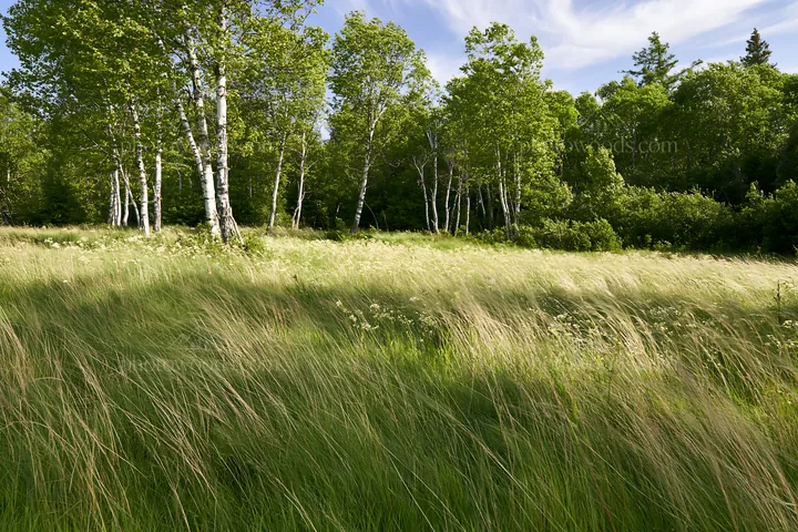 Birch forest meadow with tall grasses and green trees - AI-generated stock image