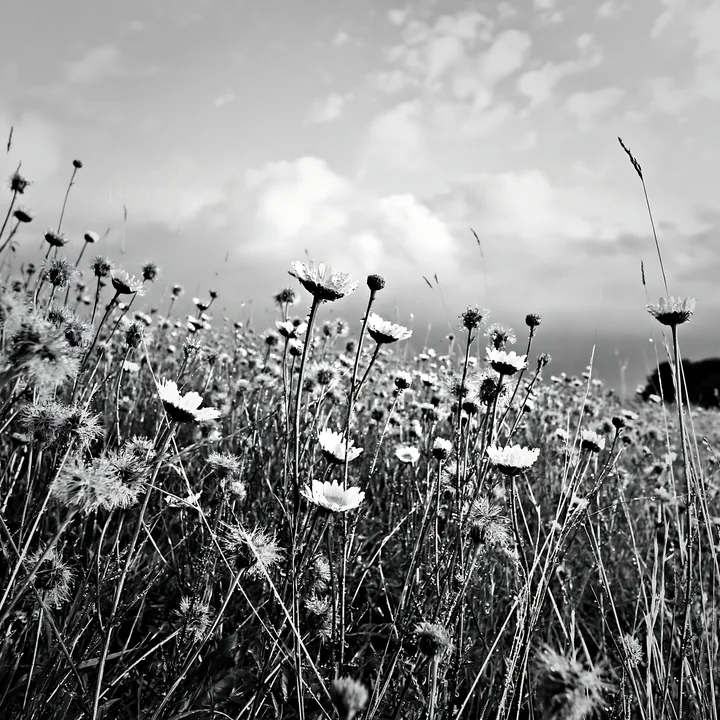 Seedhead meadow with flowers and clouds in black and white - AI-generated stock image