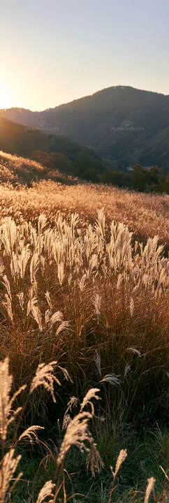 Okayama golden meadow with seedhead foreground glows at sunset - AI-generated stock image