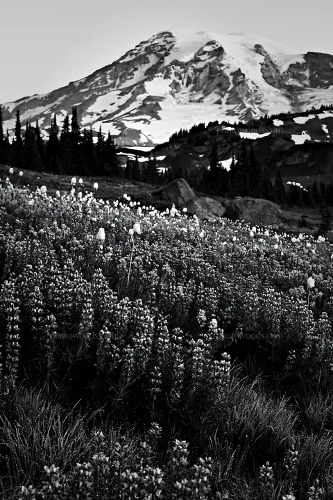Mount Rainier wildflower meadow at sunrise - AI-generated stock image