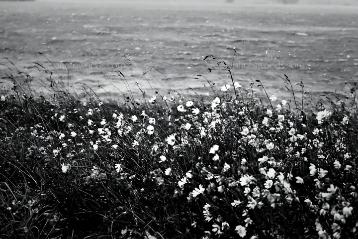 Snowy lakeside meadow with flowers on a calm winter day - AI-generated stock image