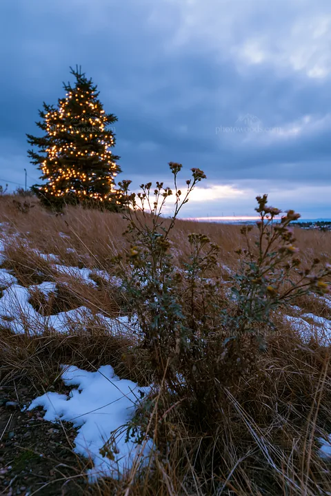 Decorated Christmas tree in snowy meadow at dusk - AI-generated stock image