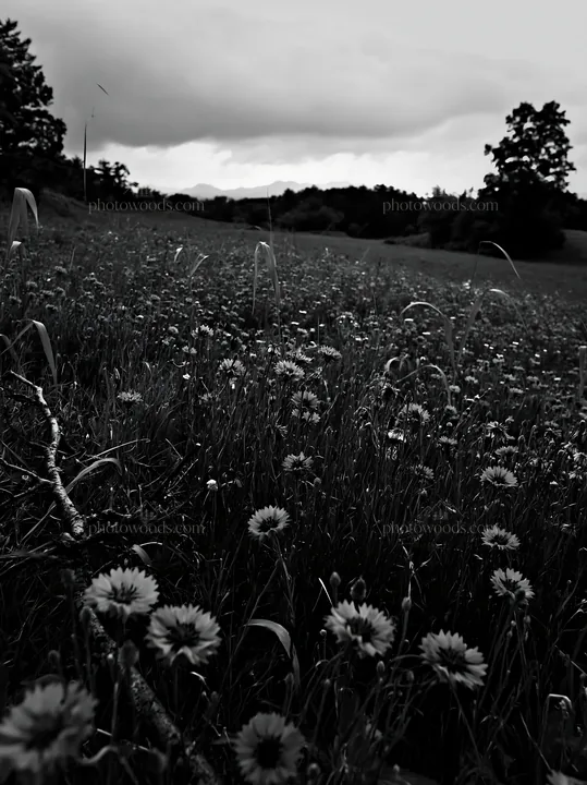 Black and white yamagata rewilded meadow with fallen branch and blue flowers - AI-generated stock image