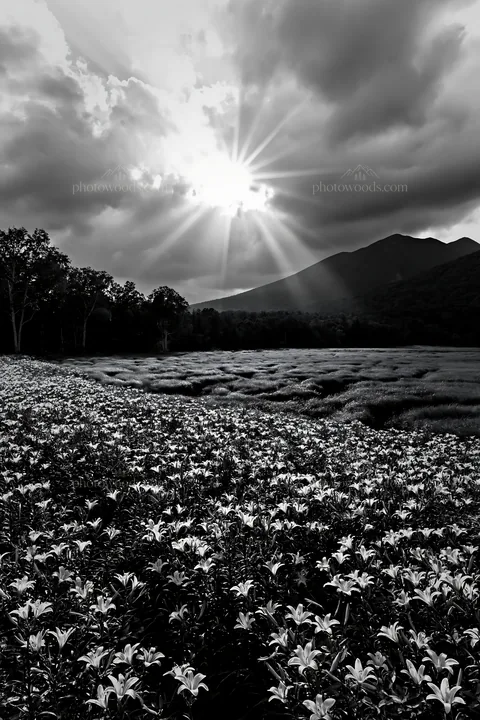 Crepuscular rays shine over a flower-filled meadow - AI-generated stock image